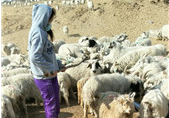 武汉大学生汗洒牧区为羊群防疫